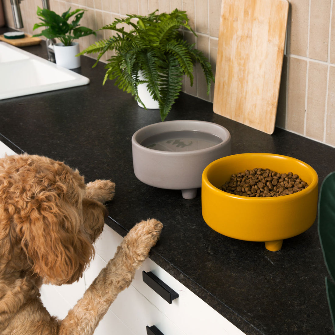 Uplift Bowl Ceramic Dog Bowl