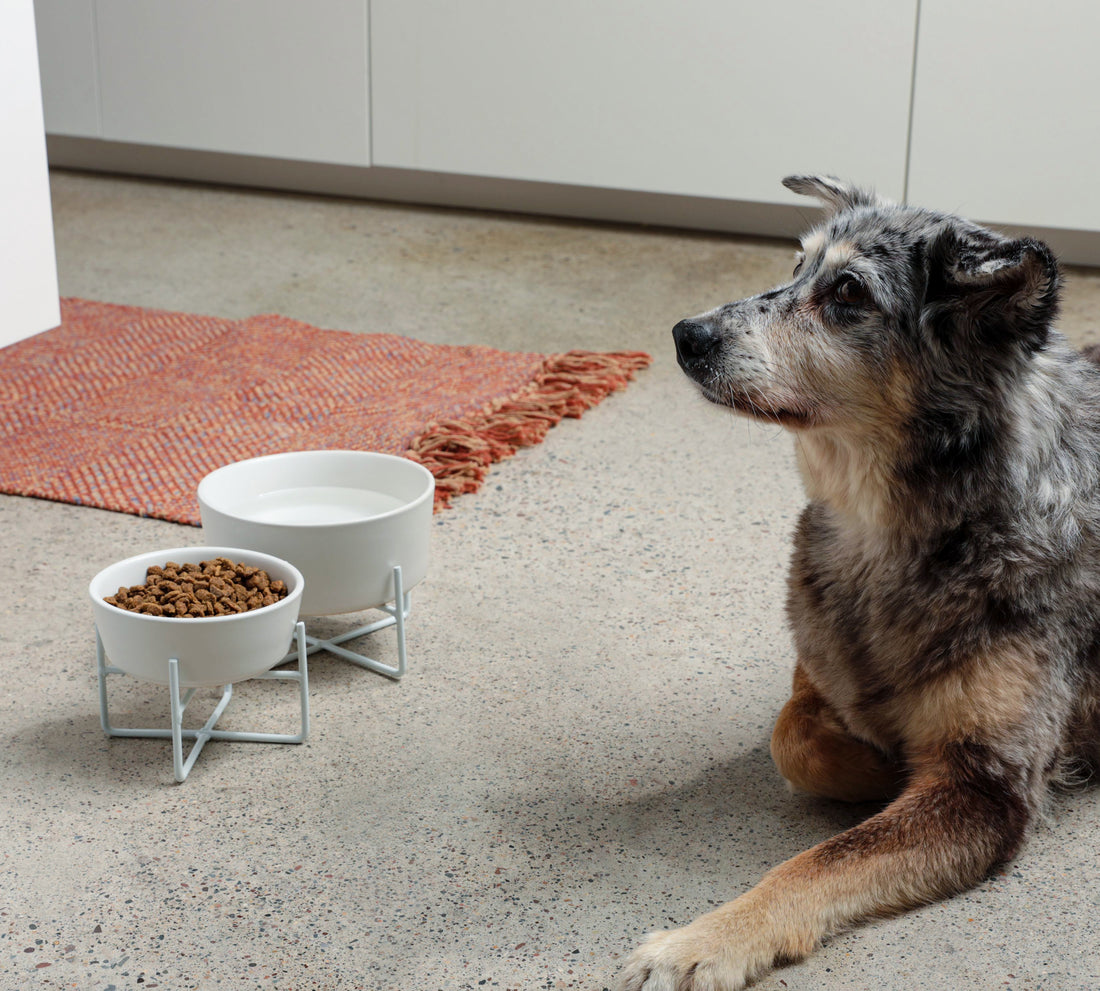 Simple Solid Bowl + Dog Bowl Stand – Waggo