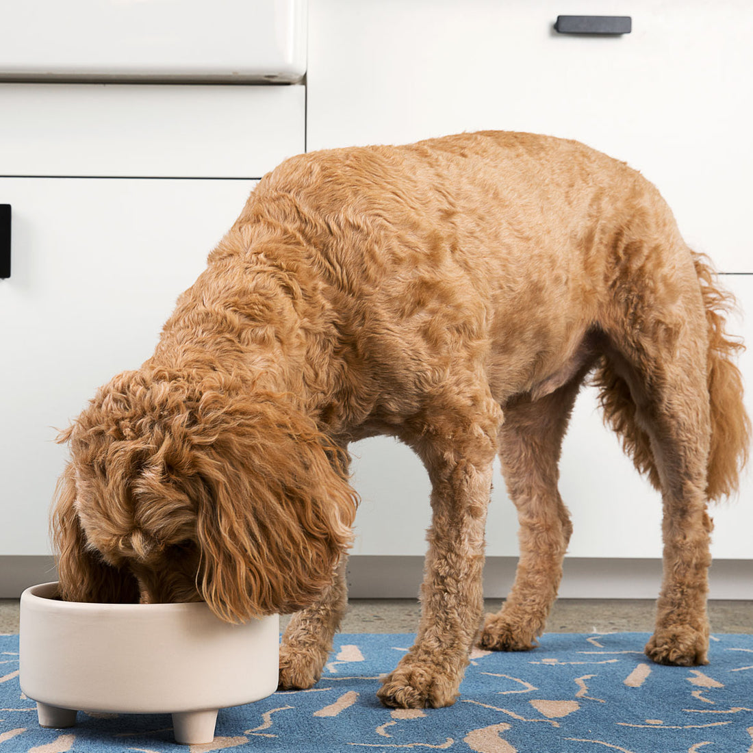 Uplift Bowl Ceramic Dog Bowl