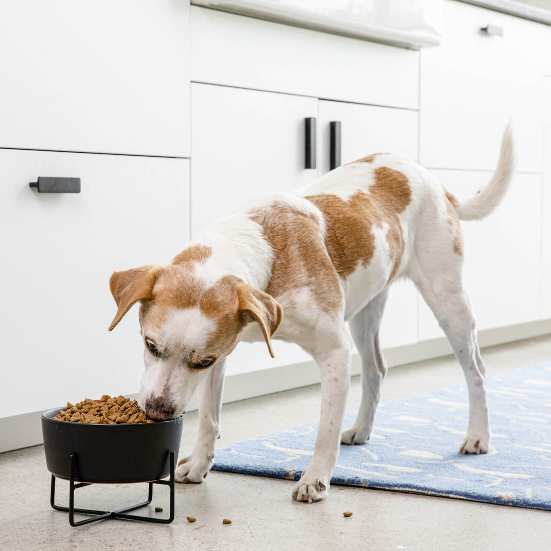 Simple Solid Bowl + Dog Bowl Stand – Waggo